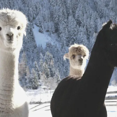 Lejlighed Viersterne