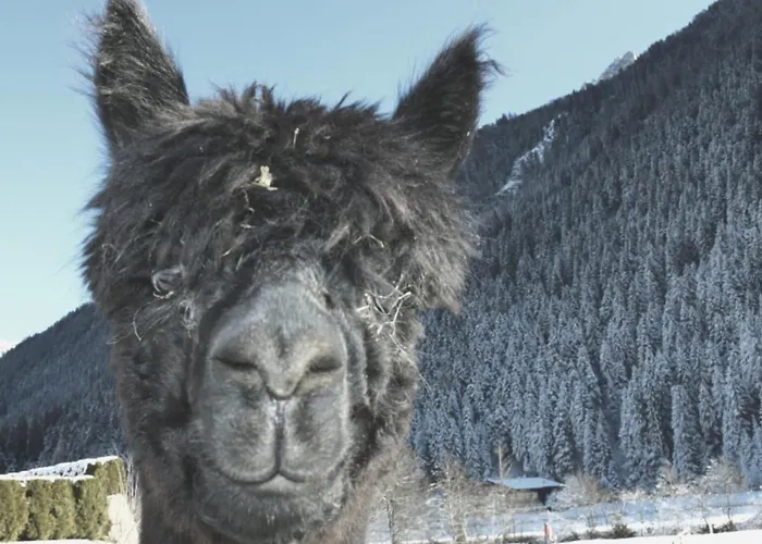 Viersterne Neustift im Stubaital